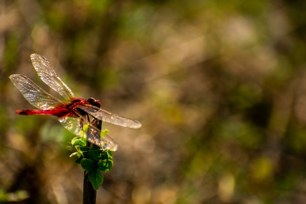 red dragonfly