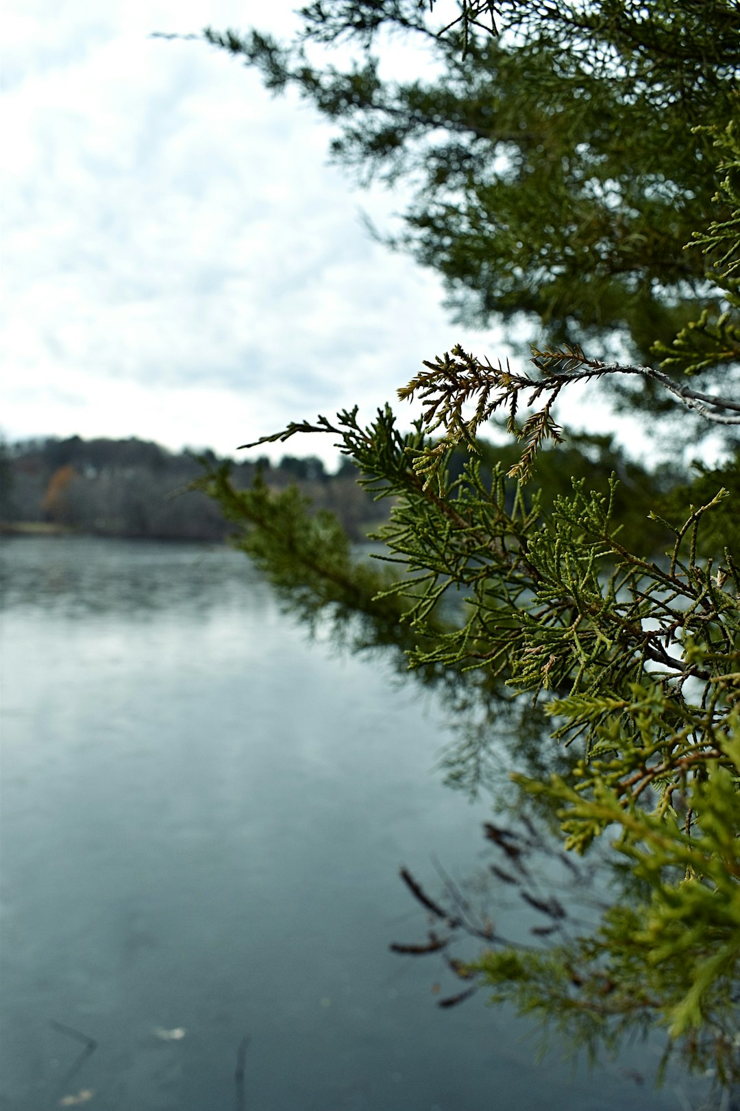 trees beside body of water