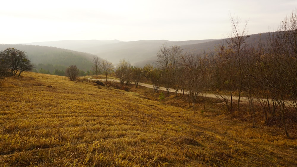 trees beside dirt road