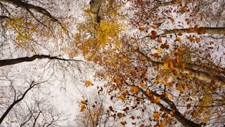 brown forest trees