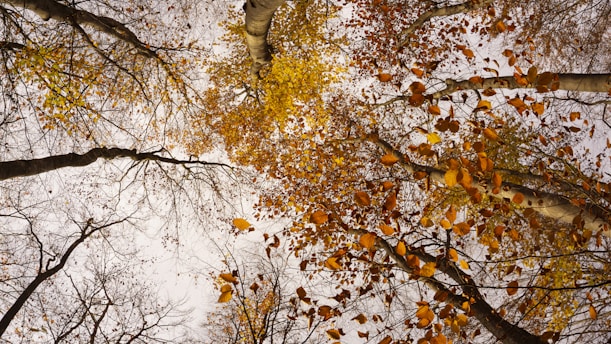 brown forest trees