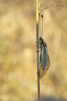 A close-up view of an insect with long antennae perched on a vertical plant stem. The insect has delicate, transparent wings with a fine network of veins. The background is a soft blur of pale earthy tones, accentuating the detailed texture of the insect and the plant.