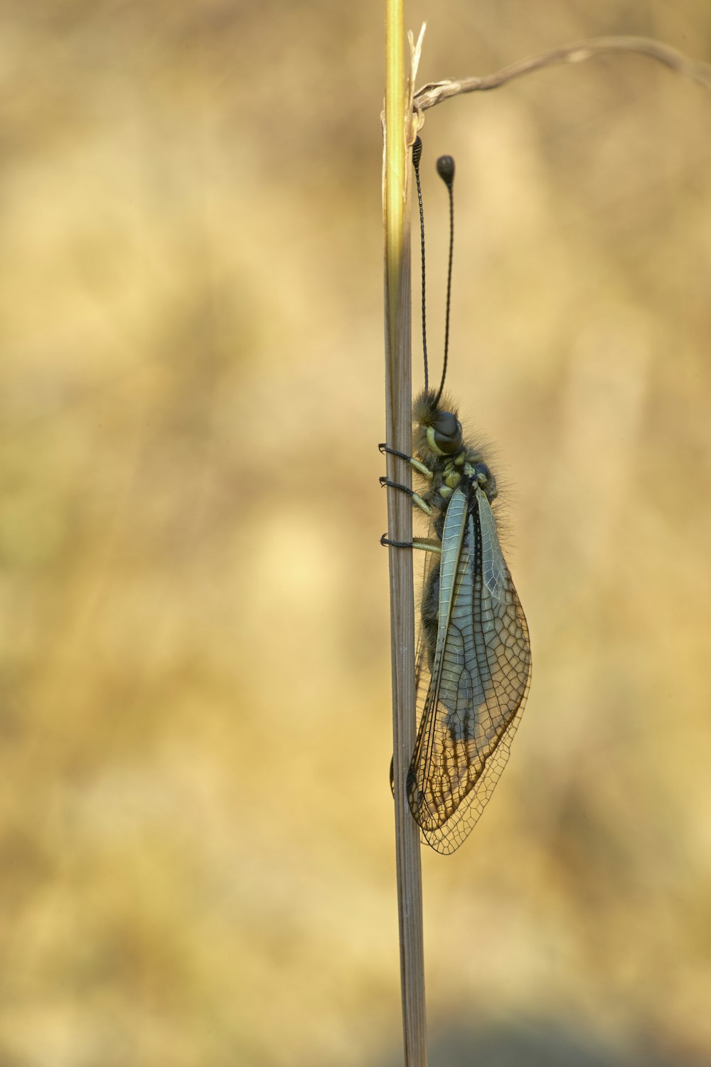 black and gray insect