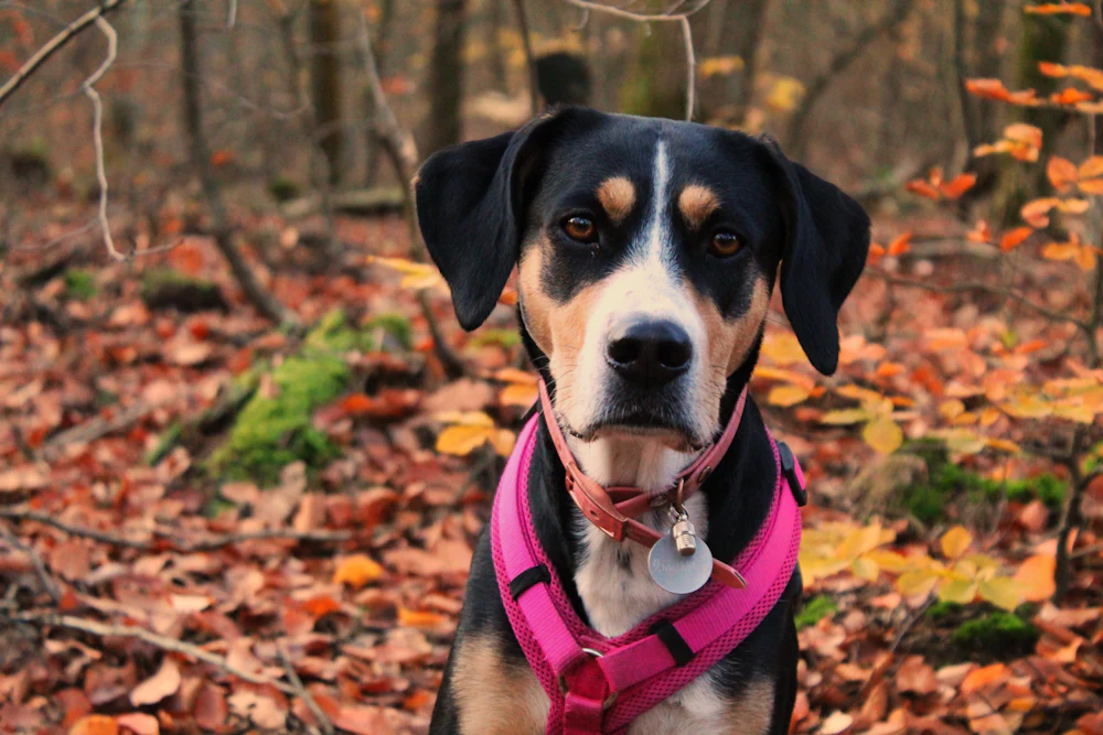 Appenzeller Sennenhund, photo 5