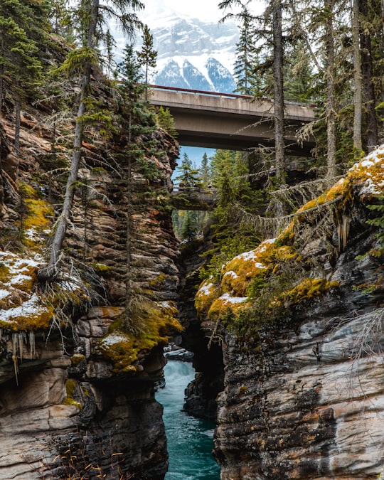 river under bridge in Jasper National Park Of Canada Canada