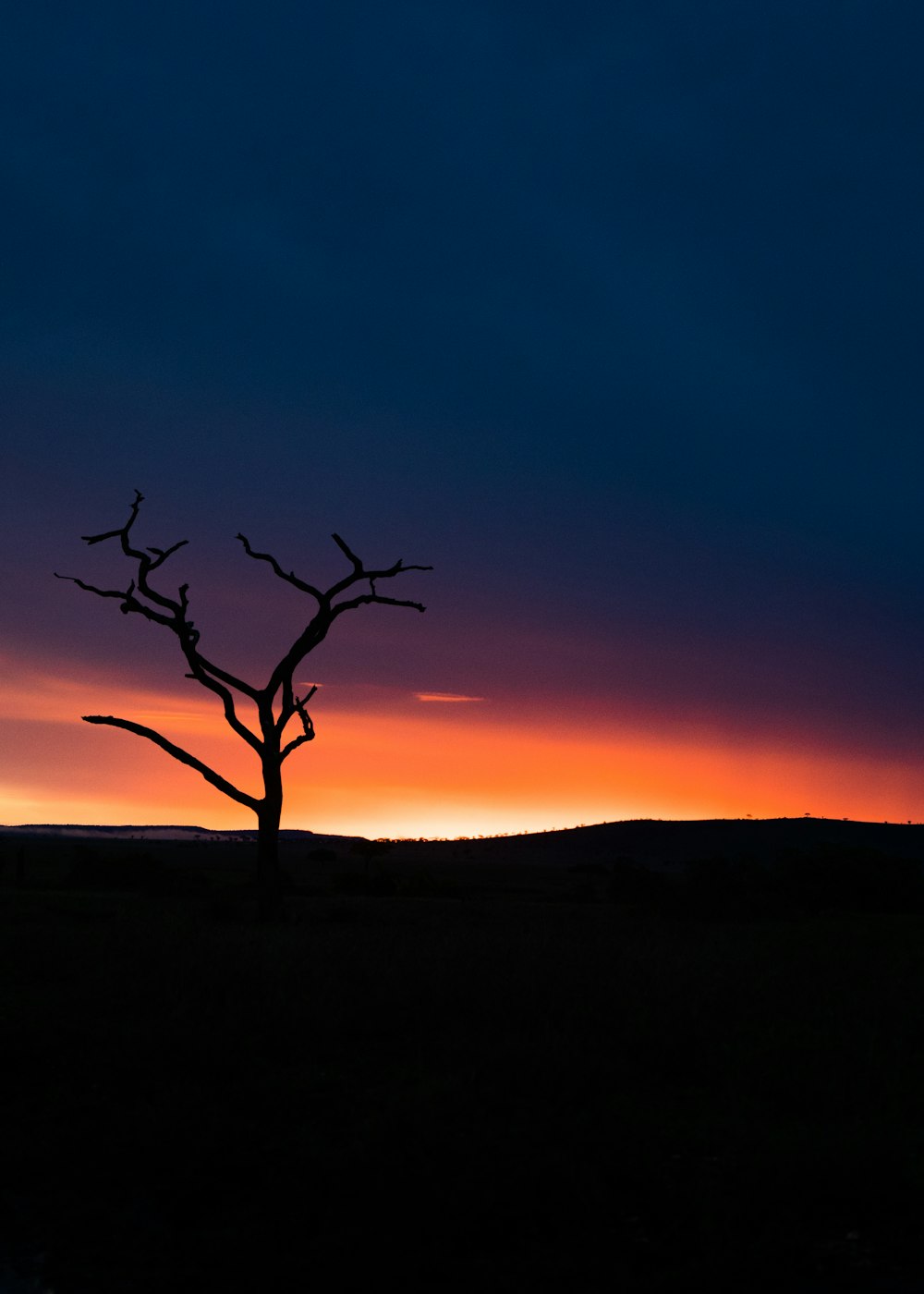 a lone tree is silhouetted against a sunset