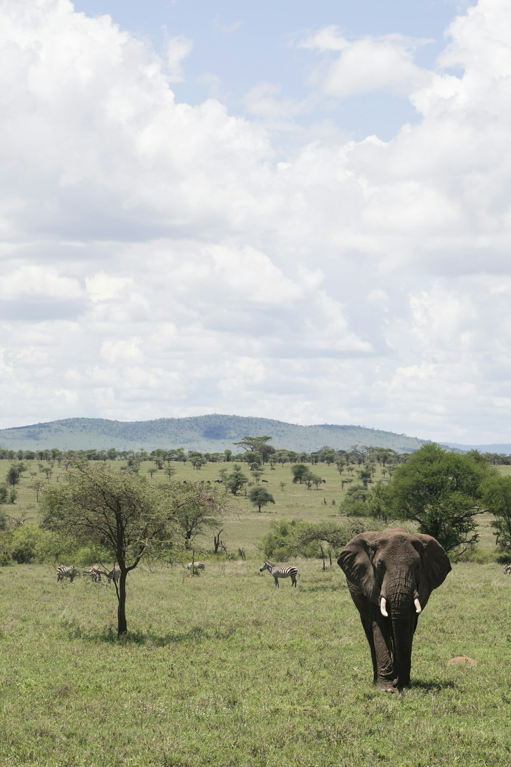 Elefante nella foresta