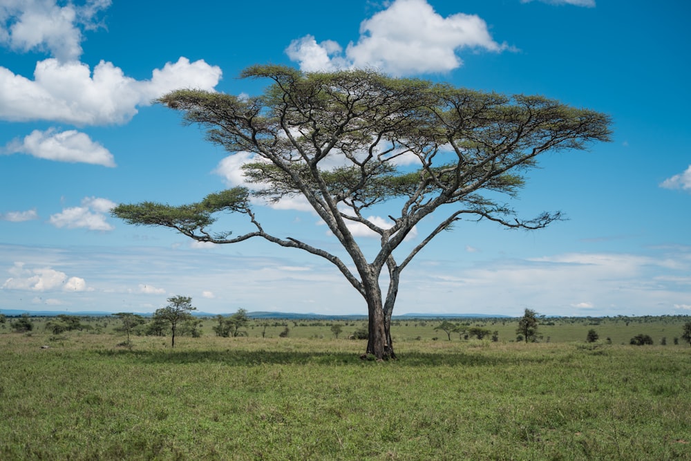 green-leafed tree