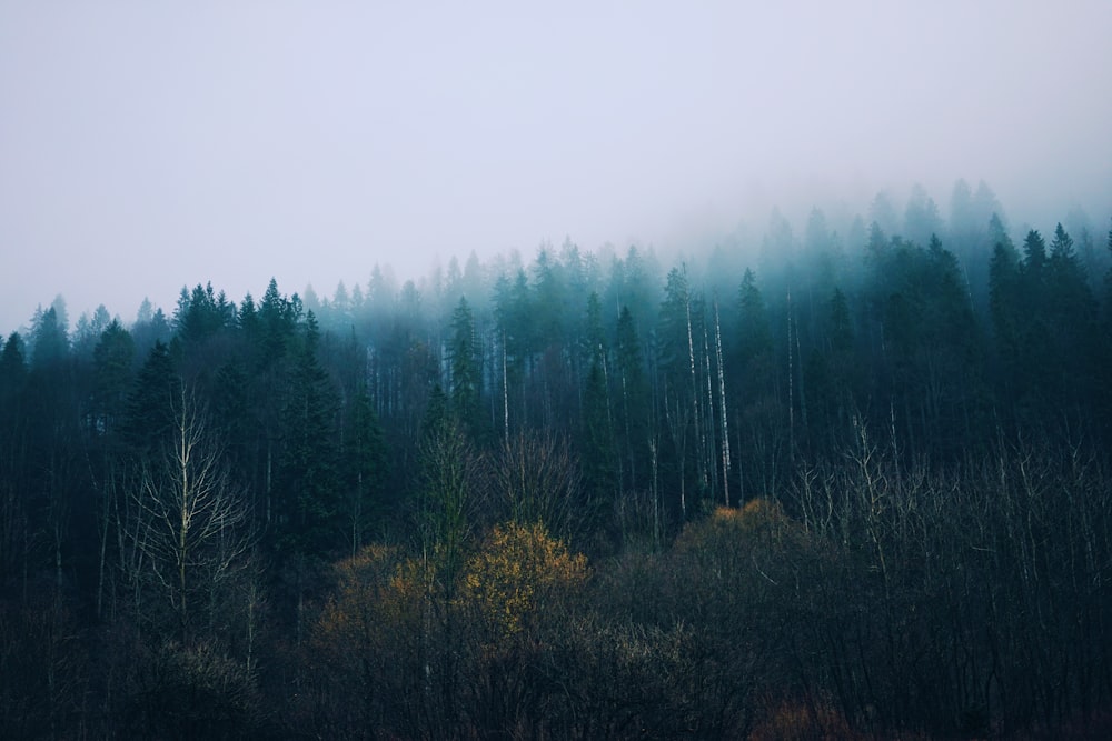 floresta com nevoeiro