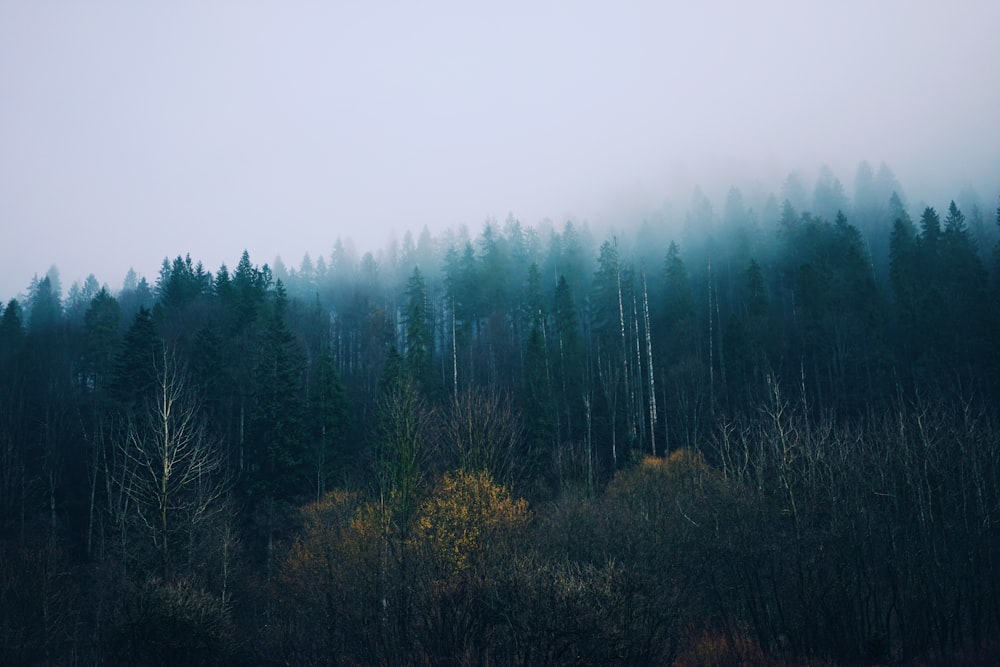 Wald mit Nebel