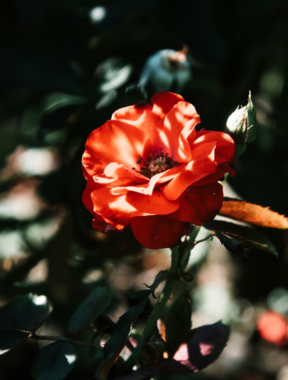 빨간 꽃의 선택적 초점 사진