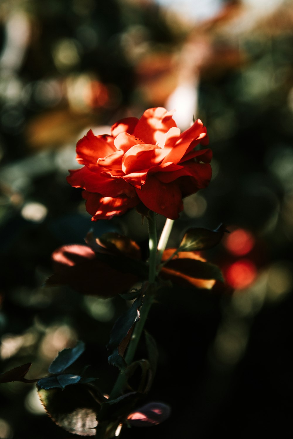 빨간 꽃의 얕은 초점 사진