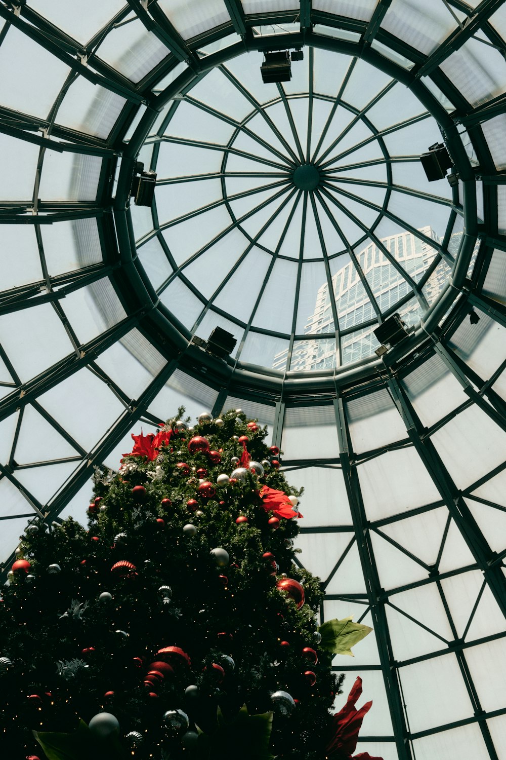 Christmas tree in dome