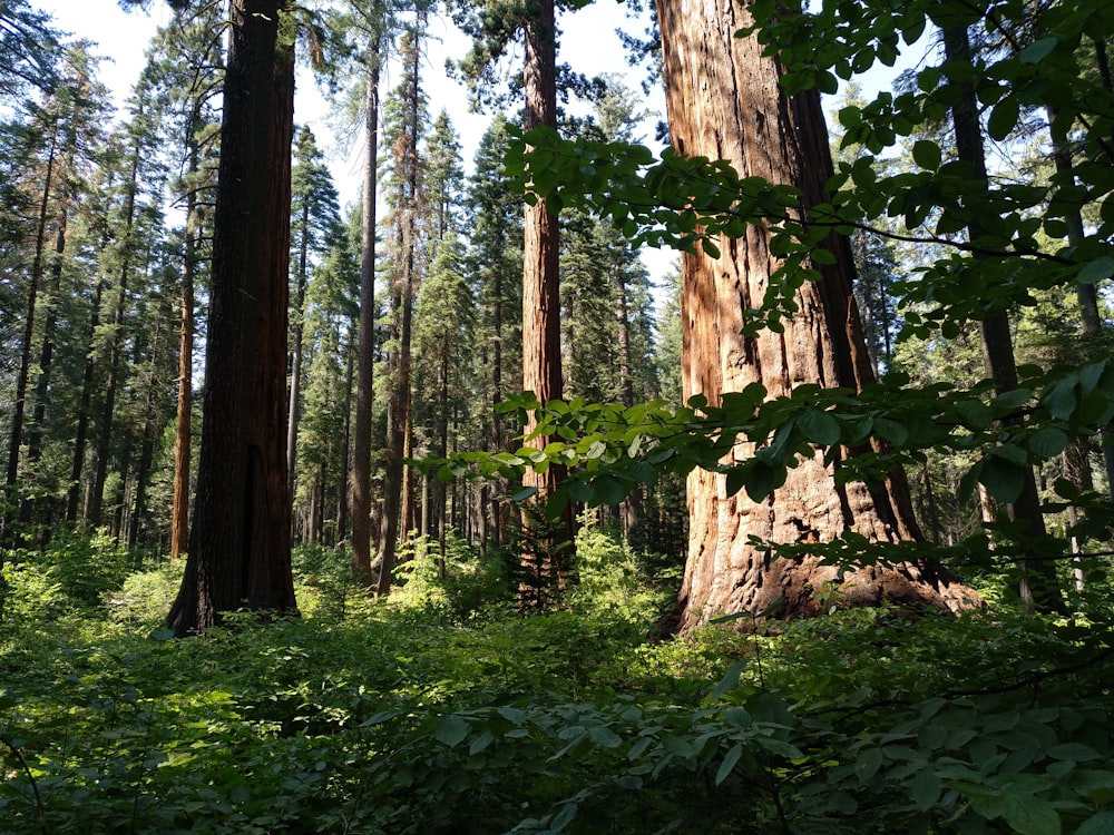 trees and plants