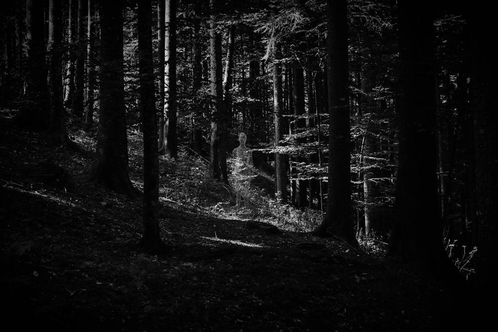 a black and white photo of a forest