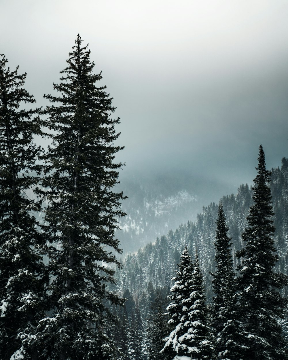 snow covered trees during daytime