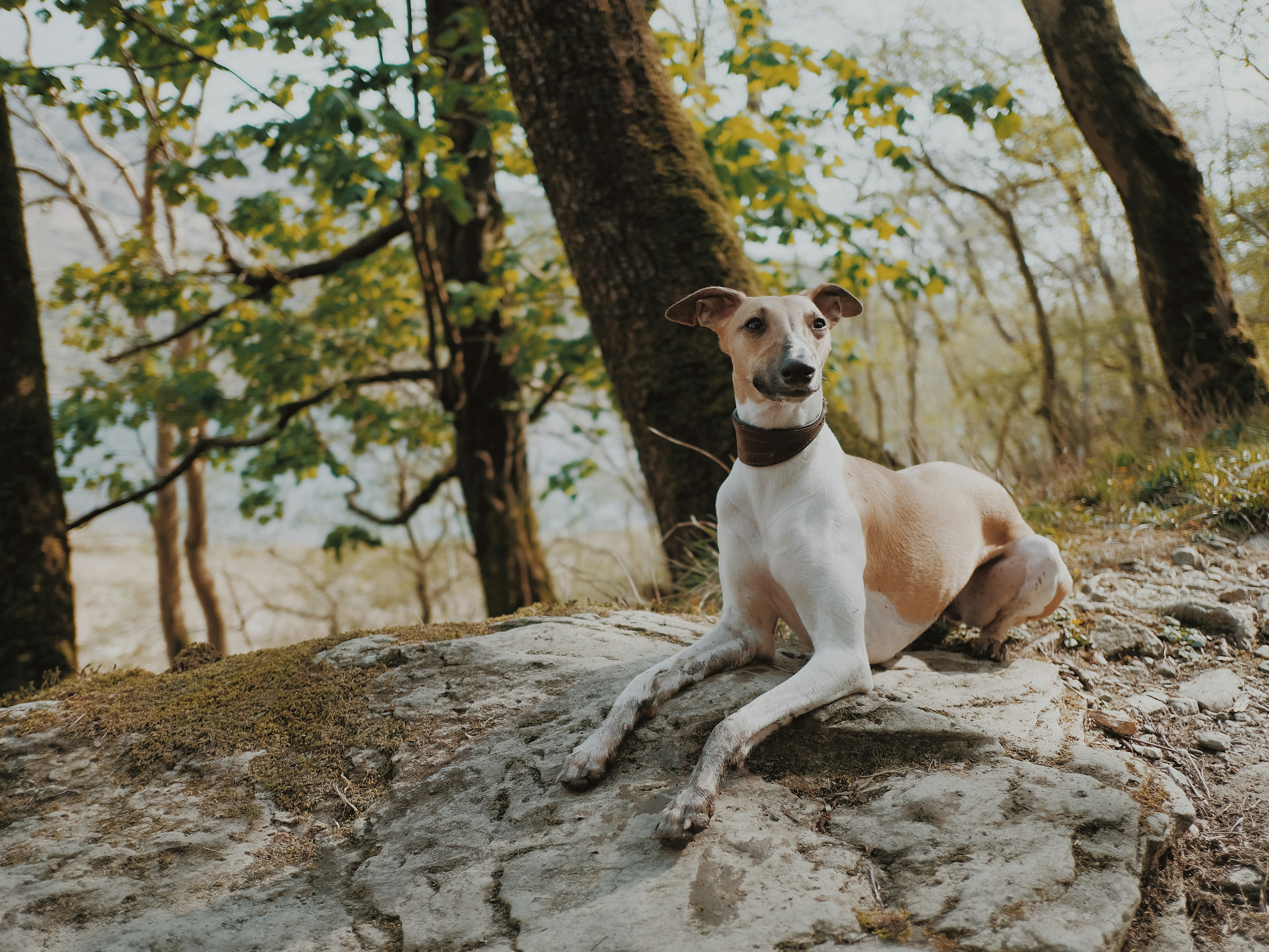 shallow focus photo of short-coated white and brown dog