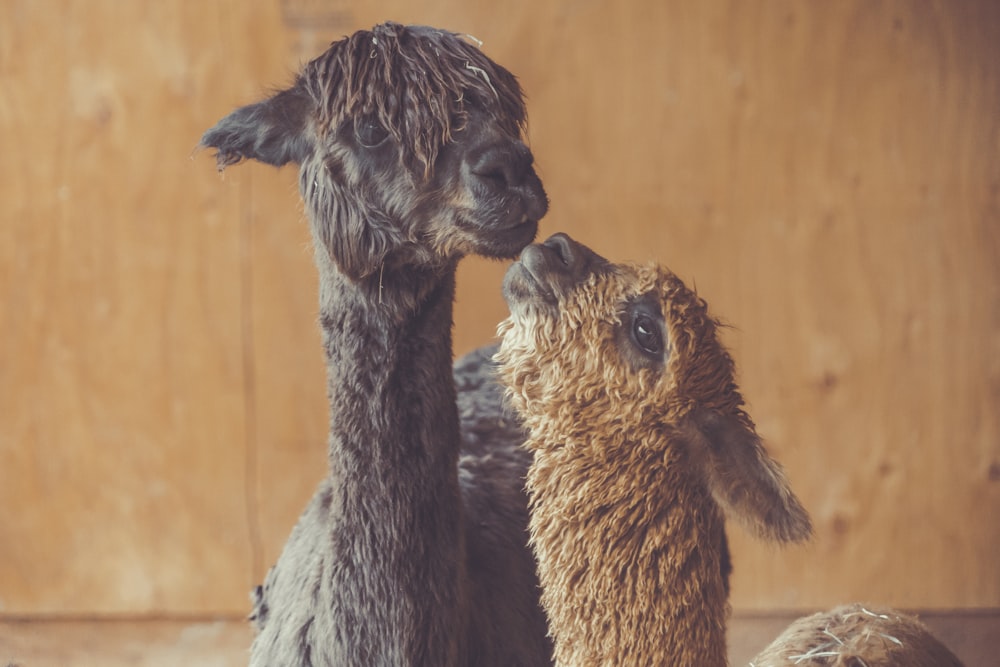 gray and brown llama