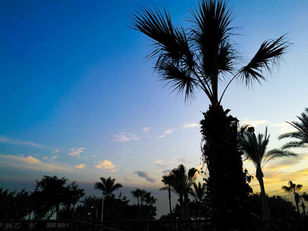 palm trees during sunset