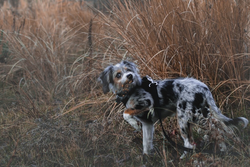 short-coated white and black dog