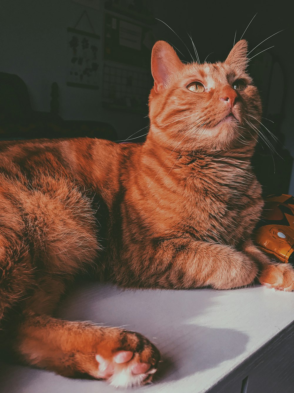 selective focus photography of orange tabby at on white table