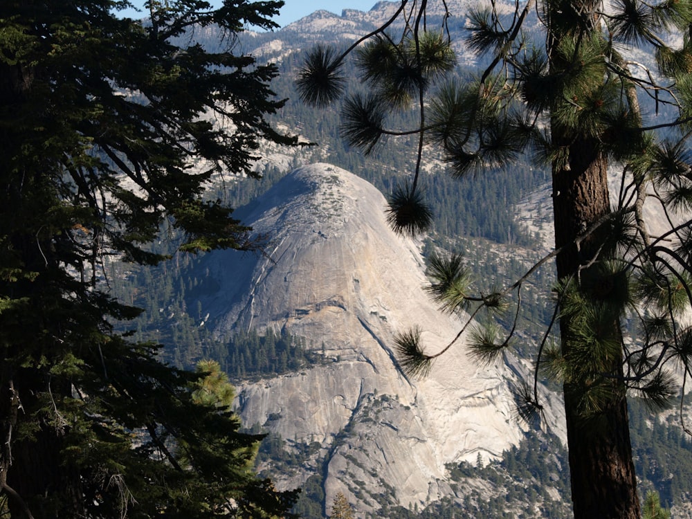 rock mountain and forest trees