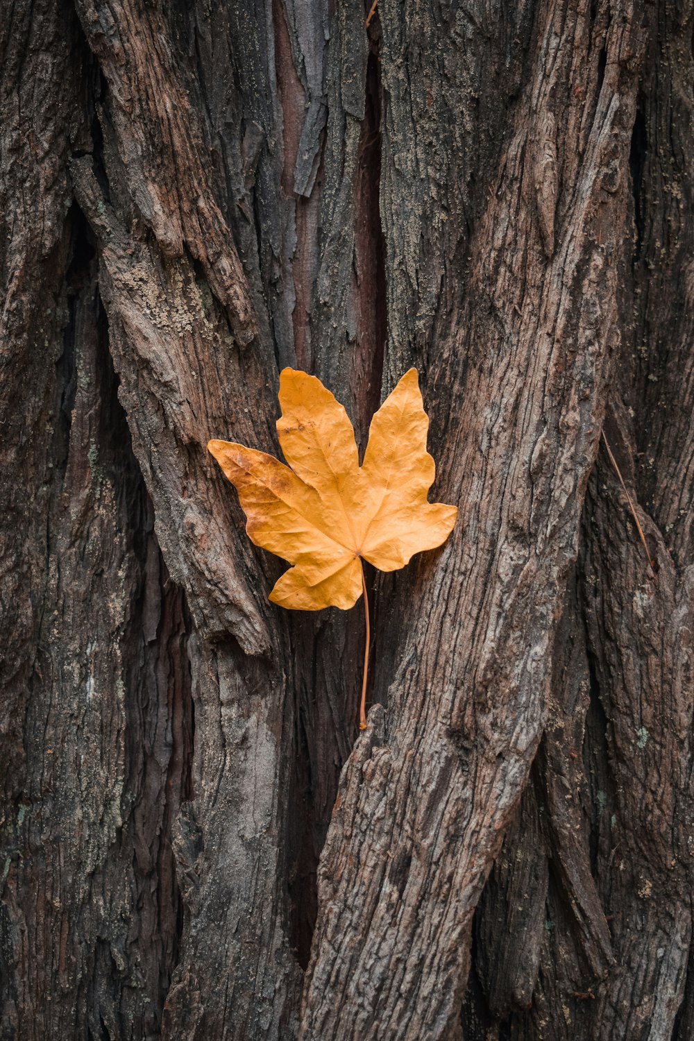 feuille palmée sur l’arbre