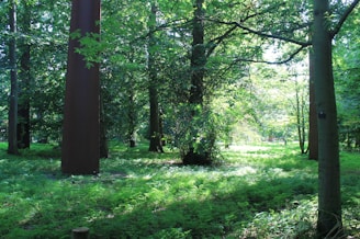 Immersive fantasy world from an online RPG showing characters exploring a lush forest.