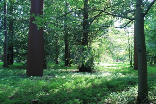 Immersive fantasy world from an online RPG showing characters exploring a lush forest.