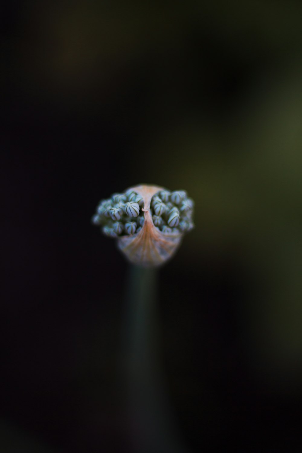 a close up of a flower with a blurry background