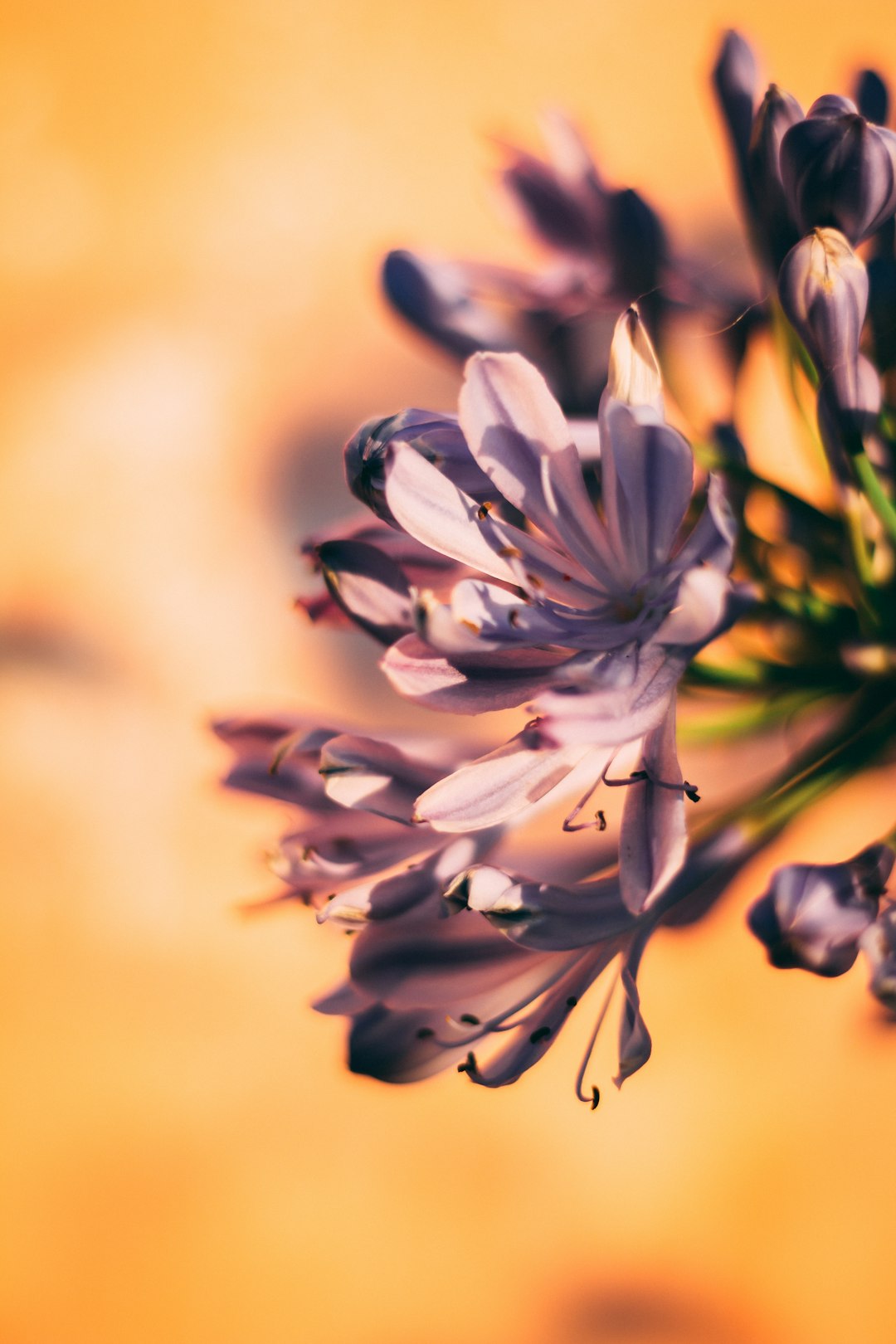 gray petaled flower