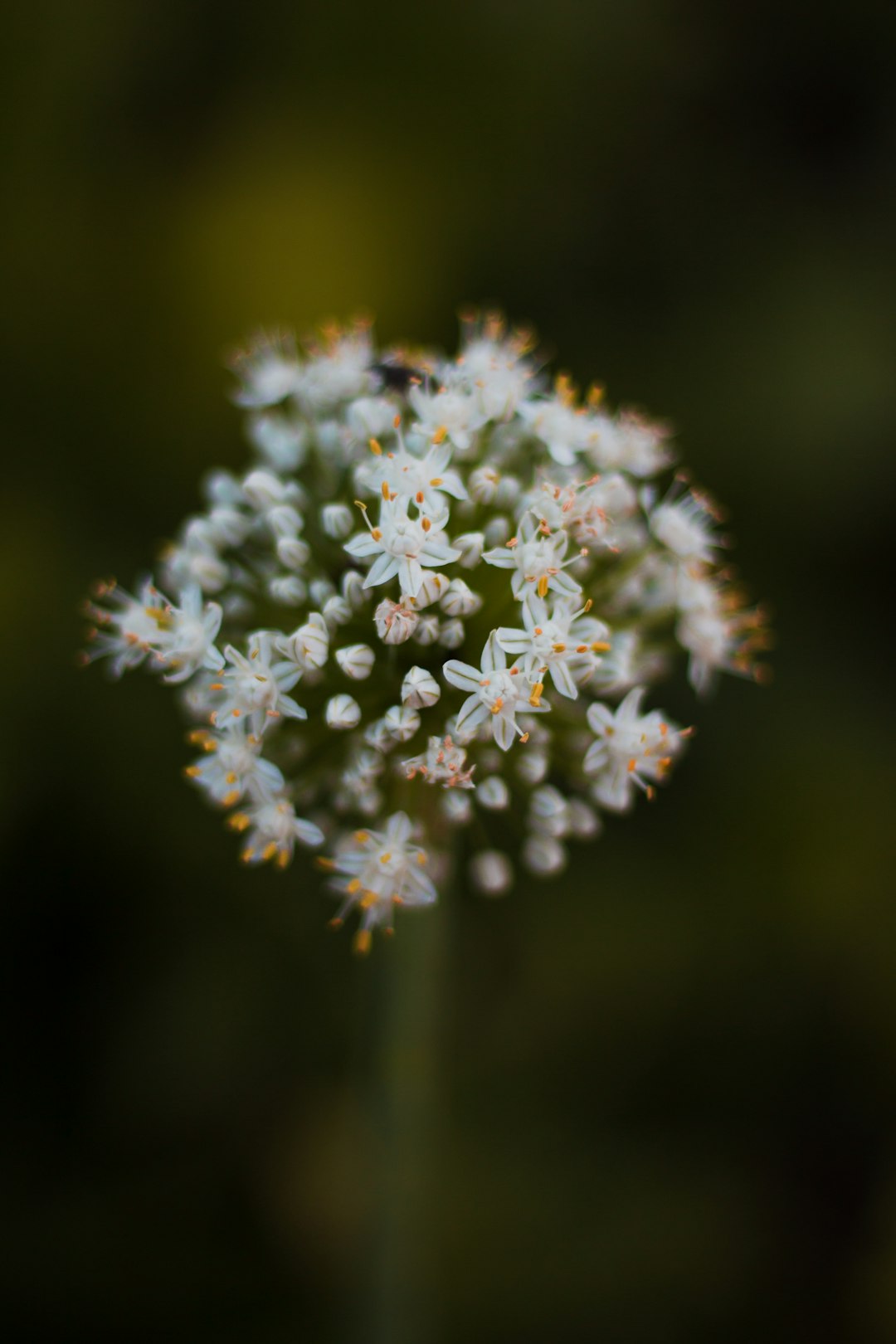 white petaled flowers