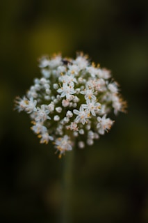 A macro photograph of a delicate white flower cluster with small blossoms arranged in a spherical shape against a blurred dark green background. The flowers have tiny yellow centers, adding contrast to the scene.