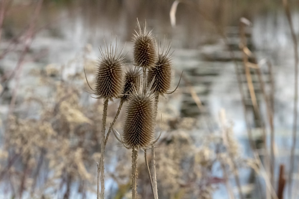 brown plant