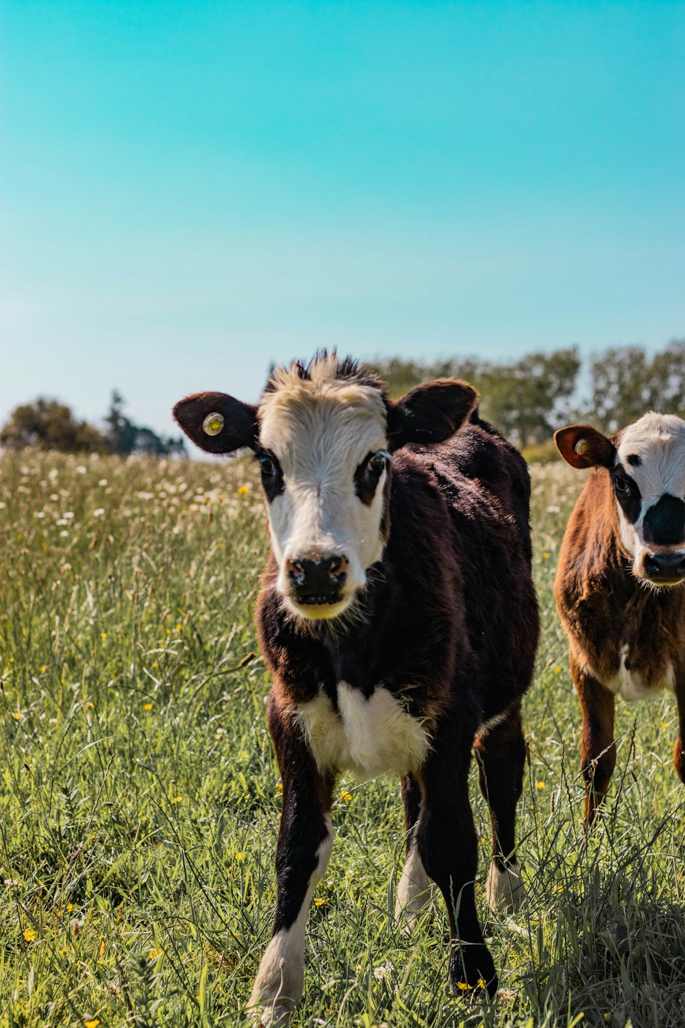 selective focus photography of two white-and-brown cattle during daytime