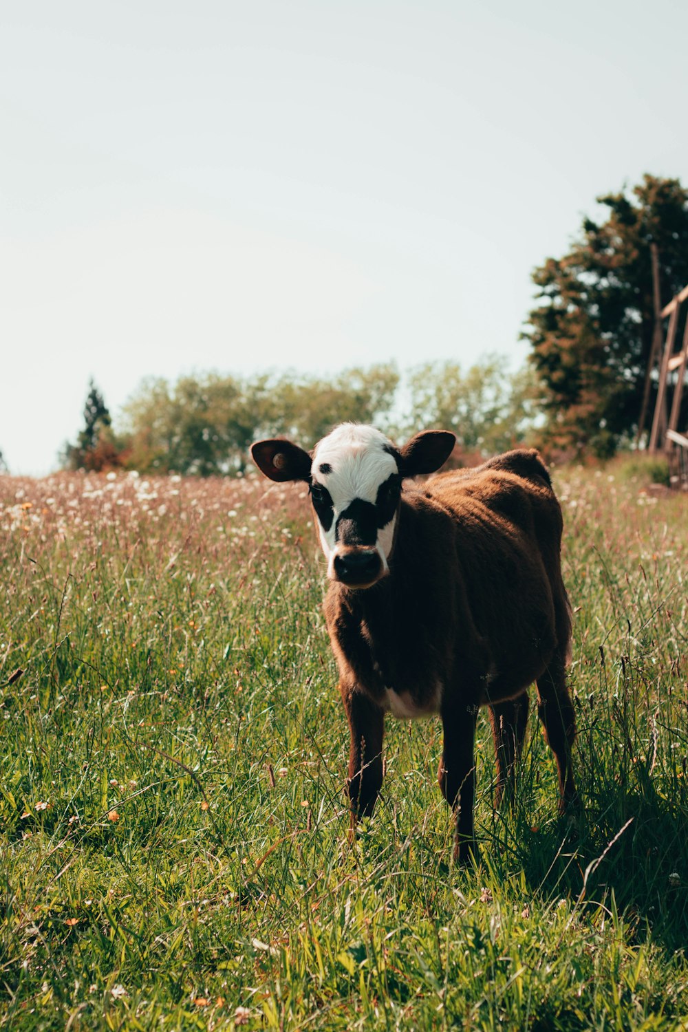 brown and white cattle on green grass during daytime