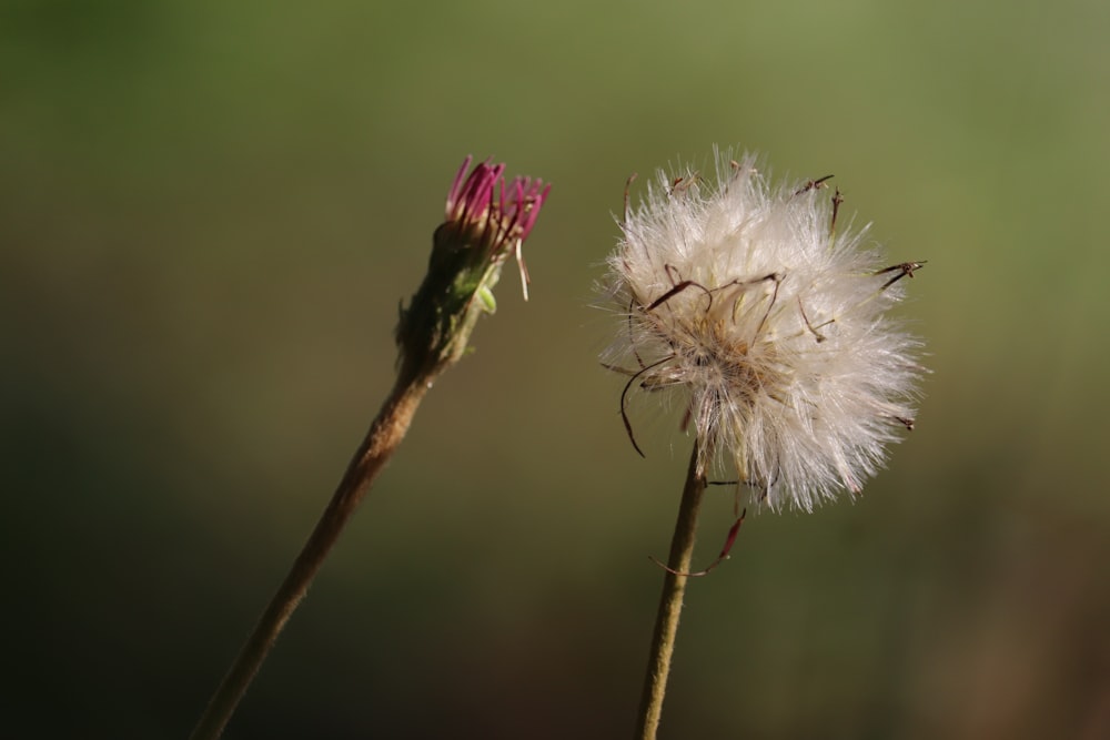 white petaled flower