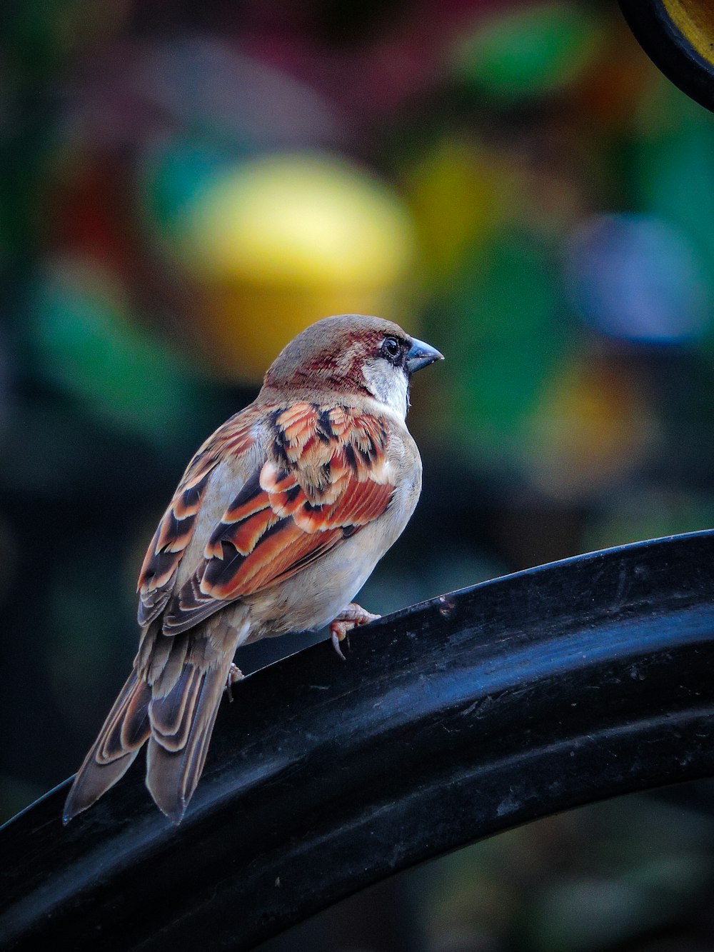 Spatz auf schwarzer Oberfläche