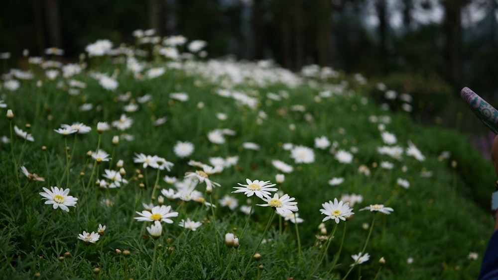 bed of white daisy flowers