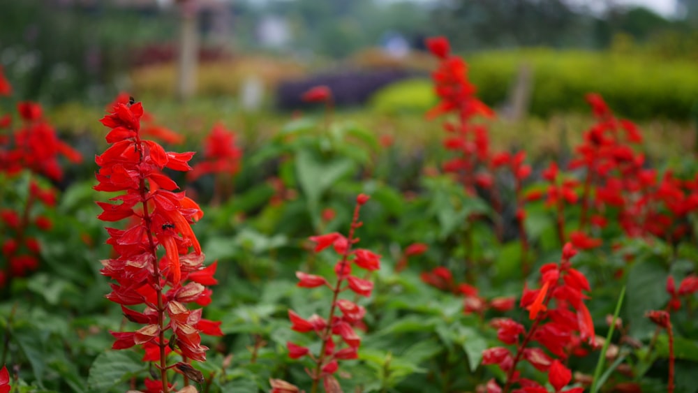 red petaled flowers