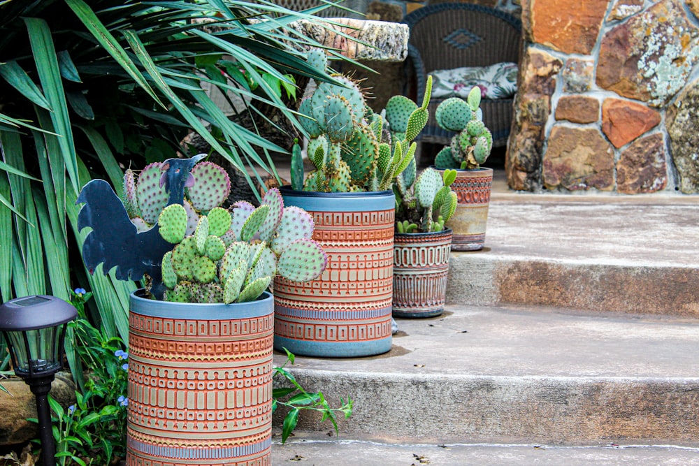 pots of green cactus during daytime