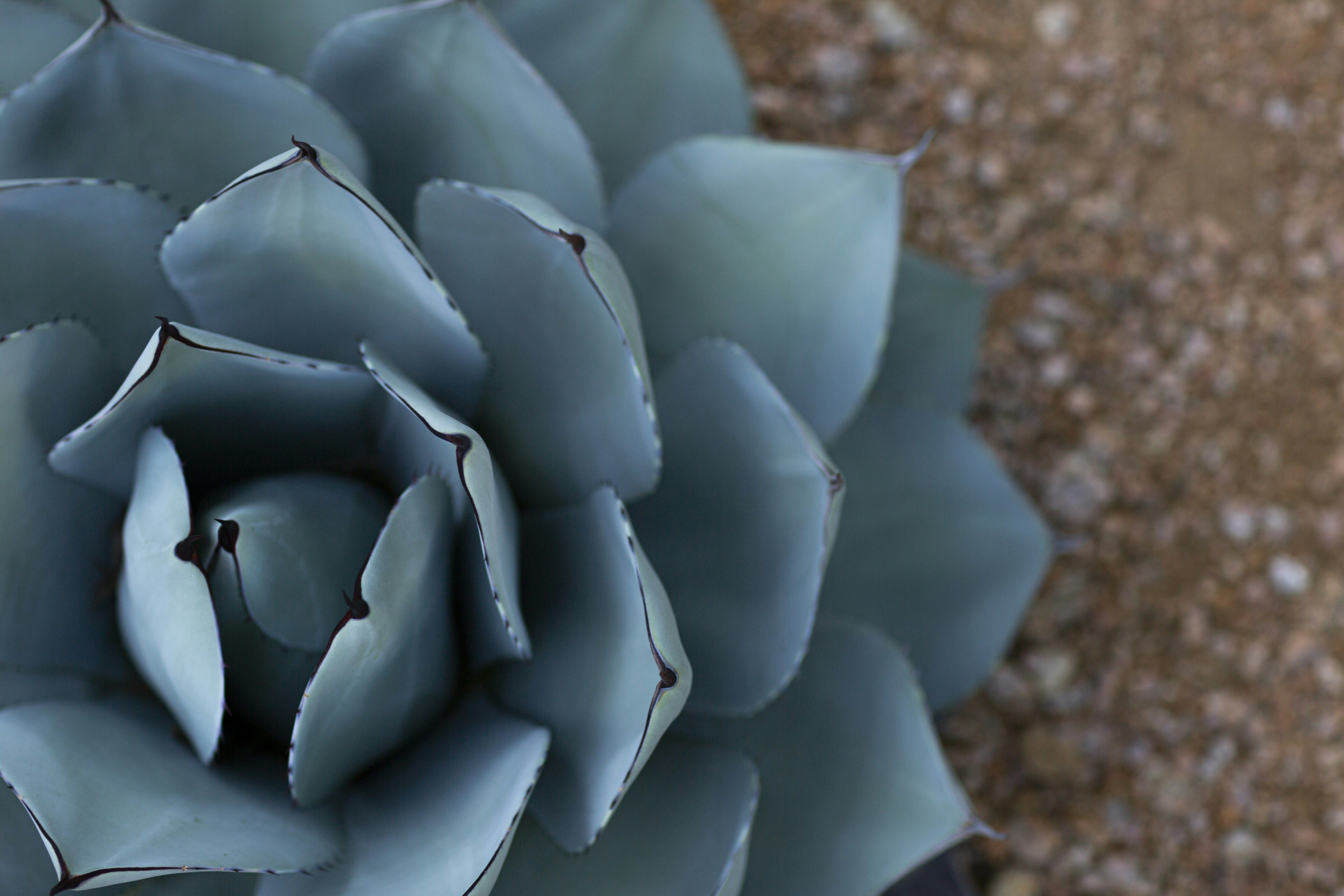 selective focus photography of green succulent, Just a cool plant.