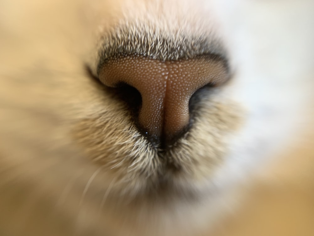 selective focus photography of pet