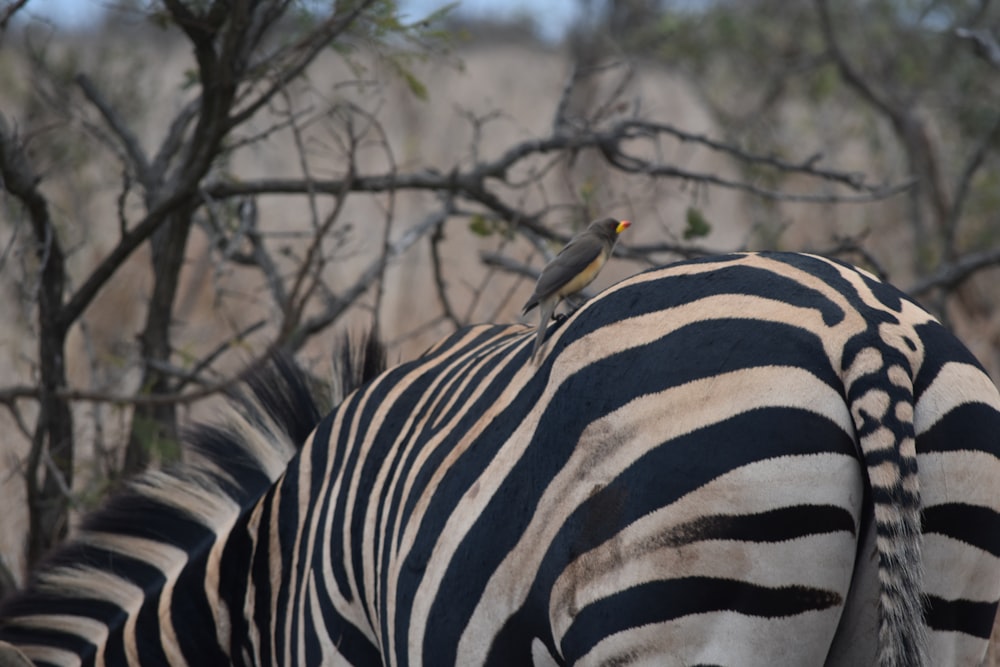 gray bird on black and white zebra