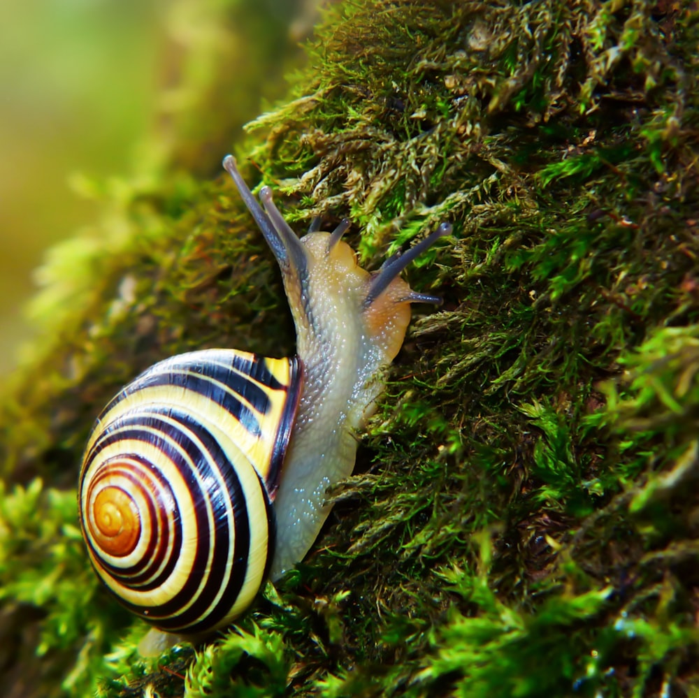 brown and white snail