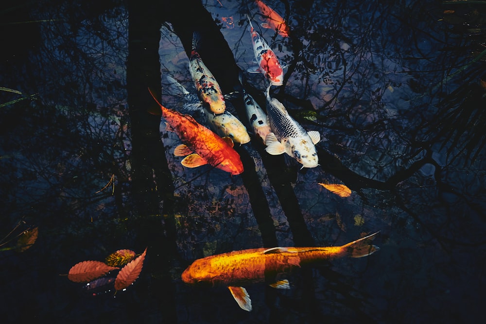 koi fishes on clam body of water