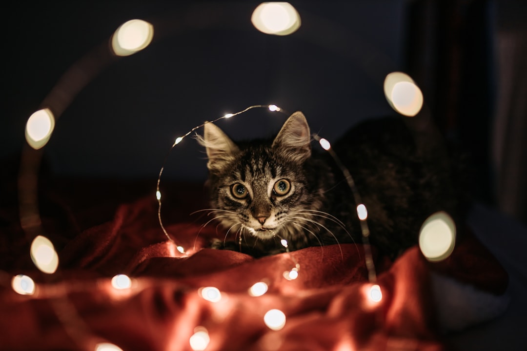 black tabby at beside string lights