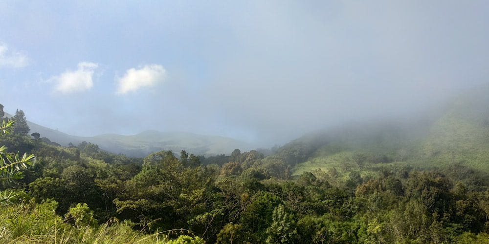 tall trees with fogs