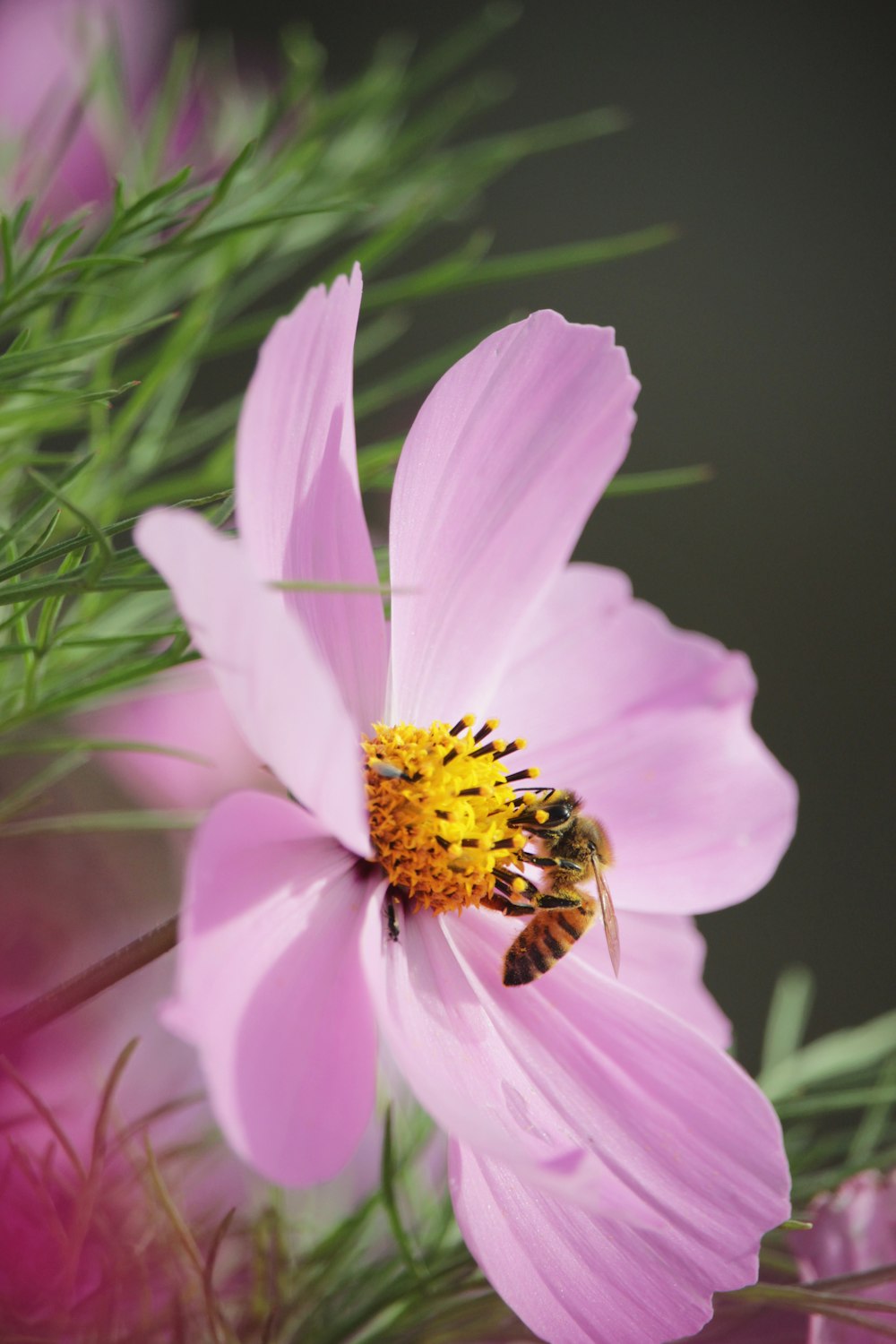 flor de margarita rosa en flor