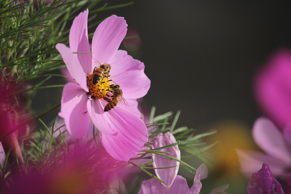 abelhas na flor cor-de-rosa